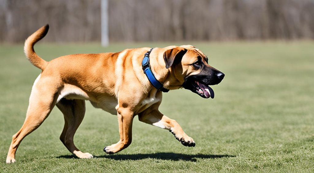 Black Mouth Cur