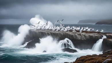 Common Gull