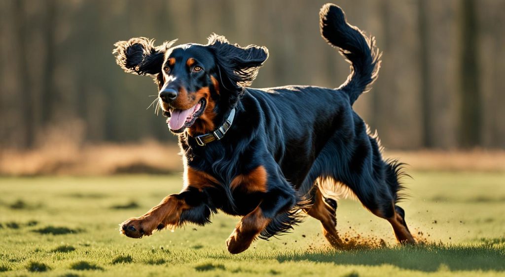 Gordon Setter