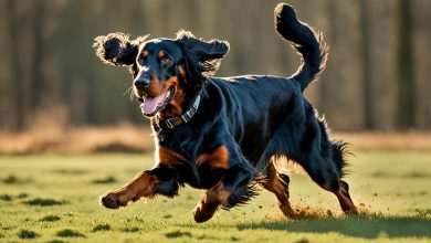 Gordon Setter