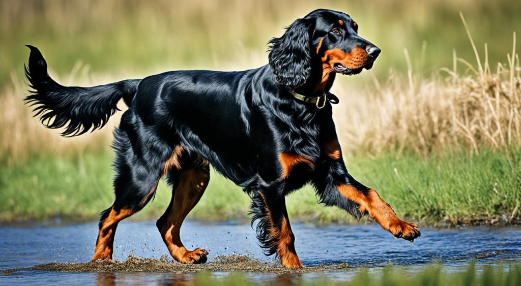 Gordon Setter as a versatile gundog