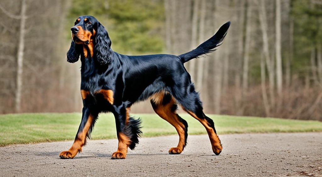 Gordon Setter physical characteristics