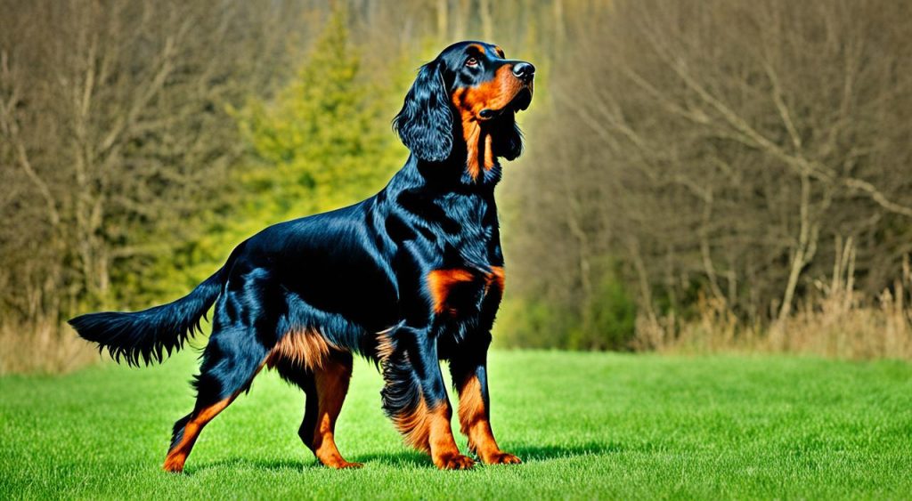 Gordon Setter sporting dog