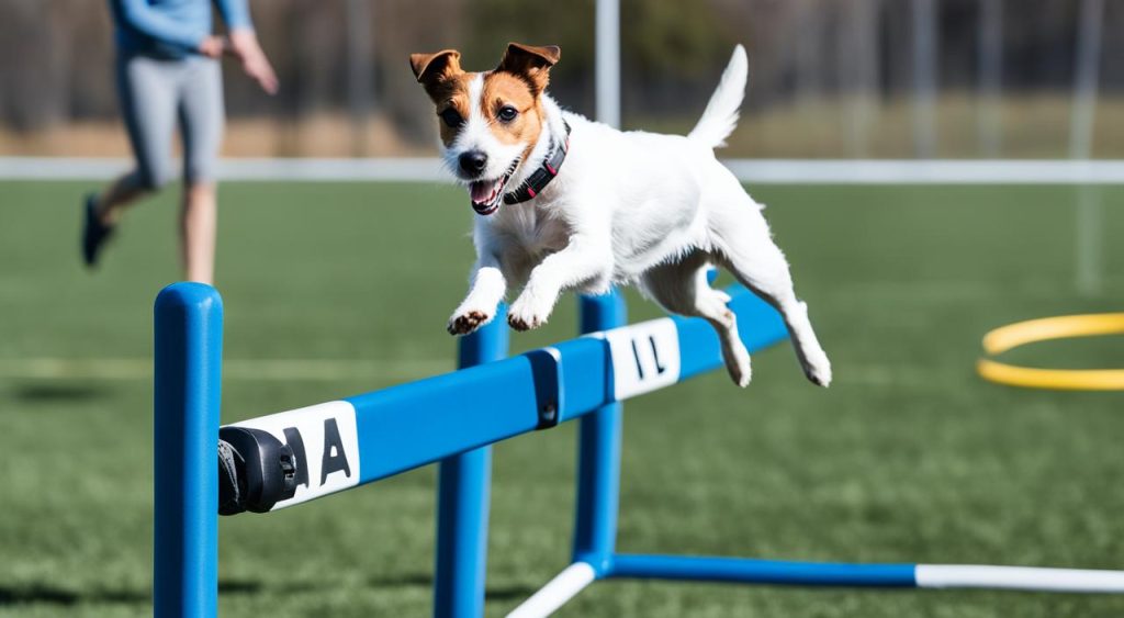 Parson Russell Terrier training