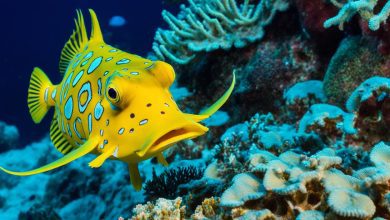 longhorn cowfish