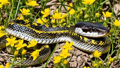 Texas Rat Snake