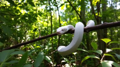 albino snakes