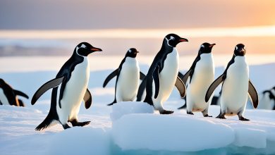 Adelie Penguin