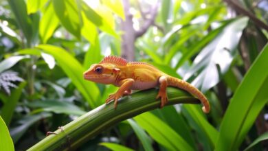 Crested Gecko